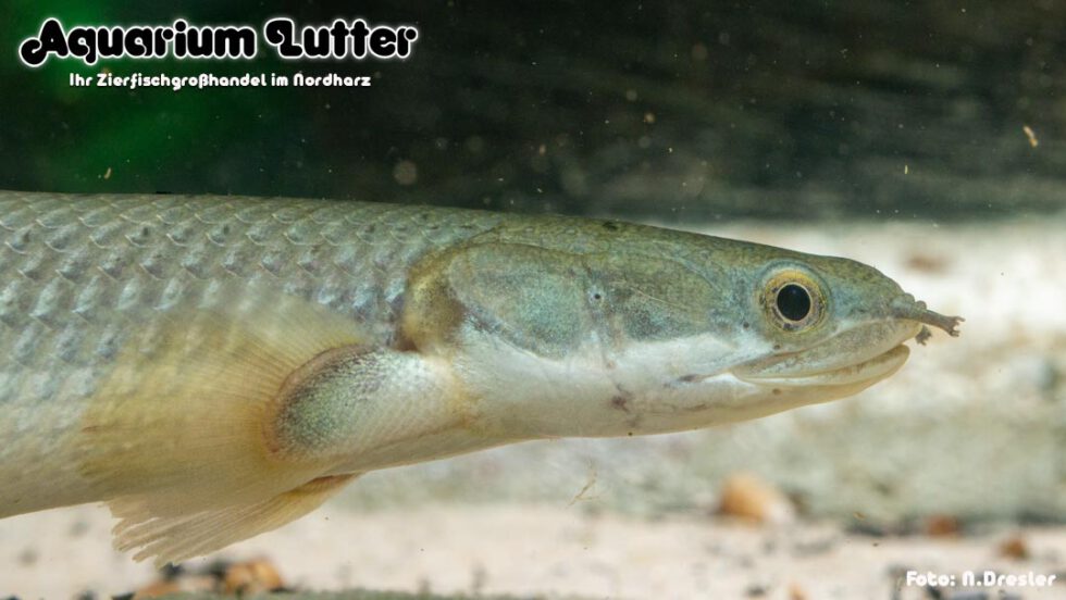 Aquarium Lutter I Senegal Fl Sselhecht Polypterus Senegalus