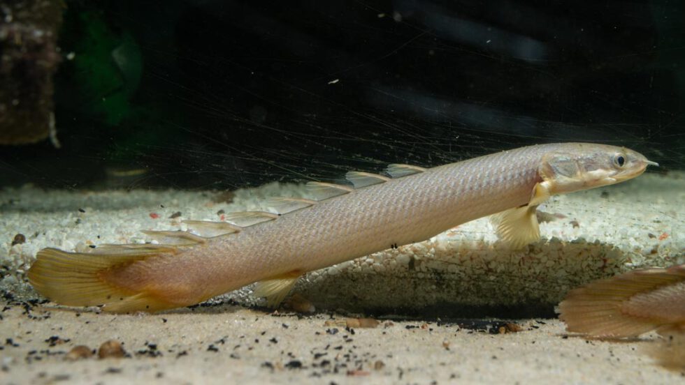 Aquarium Lutter I Senegal Fl Sselhecht Polypterus Senegalus