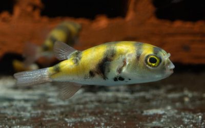 Assel Kugelfisch – Colomesus asellus