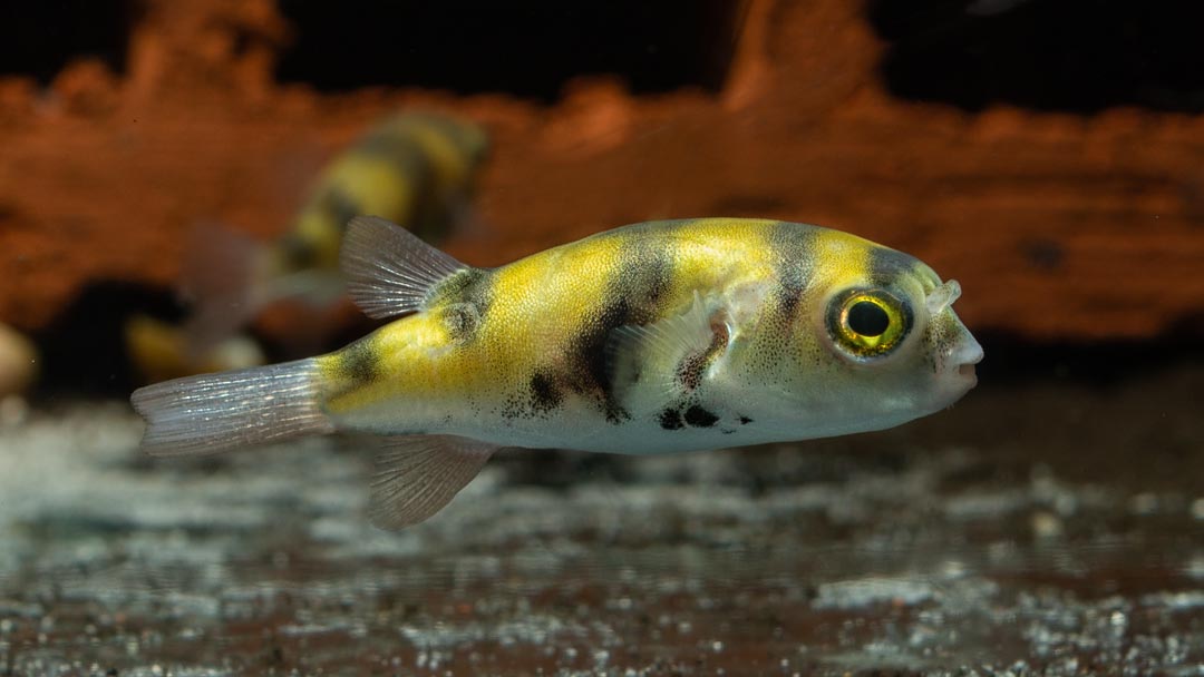 Assel Kugelfisch - Colomesus asellus