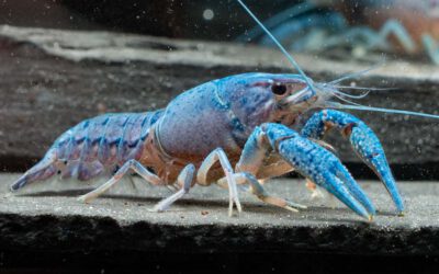 Blauer Floridakrebs – Procambarus alleni