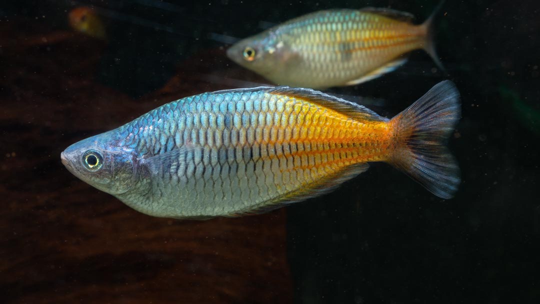 Boesemans Regenbogenfisch – Melanotaenia boesemani