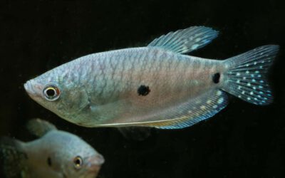 Fadenfisch – Trichogaster trichopterus
