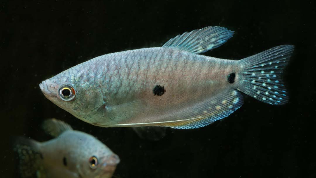 Fadenfisch Blau - Trichogaster trichopterus