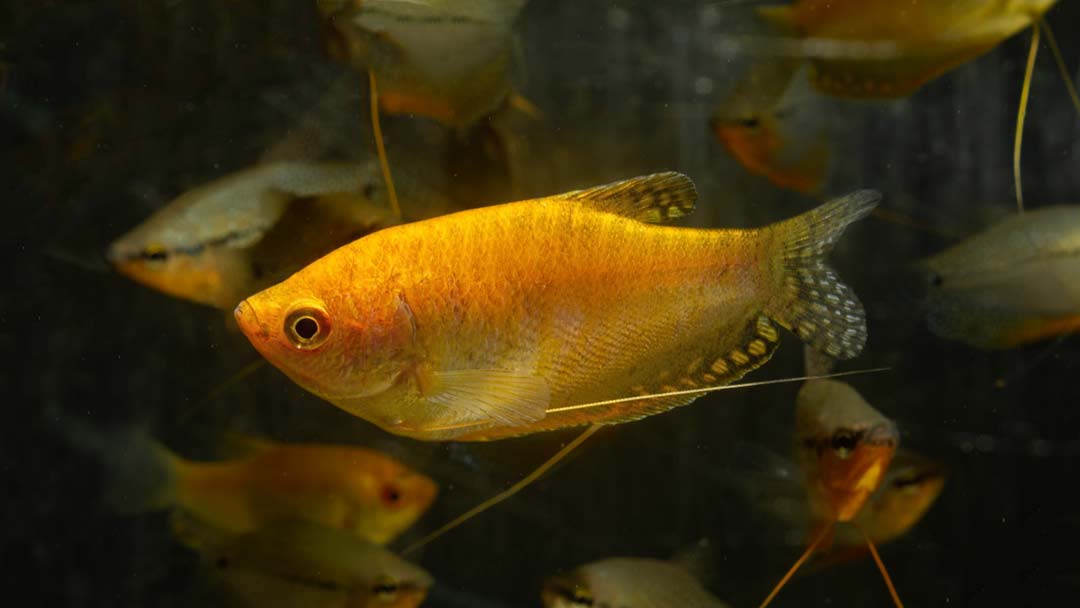 Fadenfisch Gold - Trichogaster trichopterus