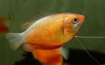 Roter Honiggurami – Trichogaster chuna