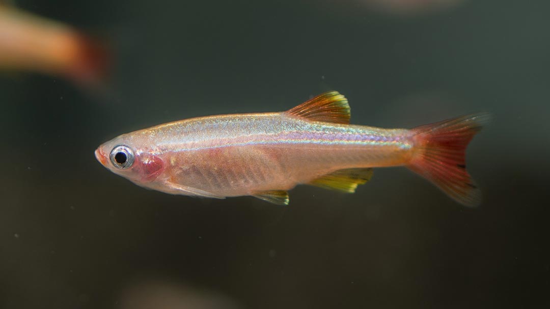 Gelber Kardinalfisch lutino - Tanichthys albonubes