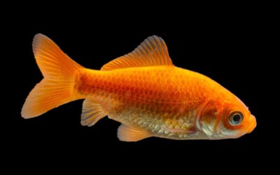 Goldfisch – Carassius auratus