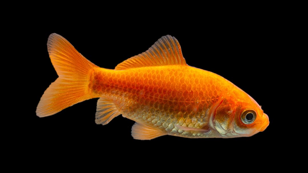 Goldfisch - Carassius auratus