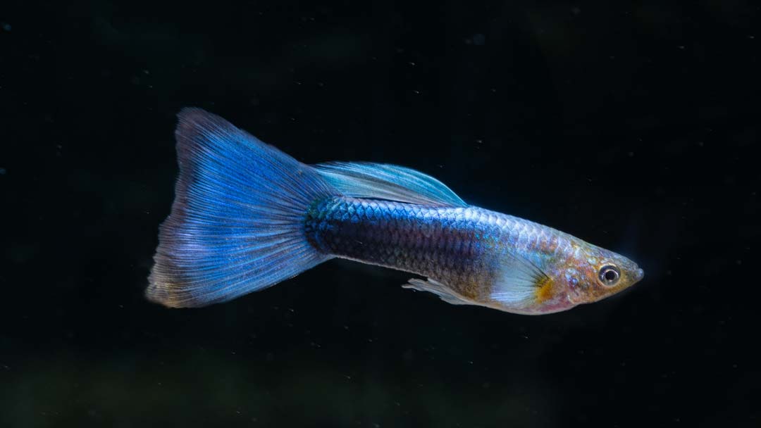 Guppy Männchen Neon Blau - Poecilia reticulata