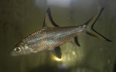 Haibarbe – Balantiocheilus melanopterus