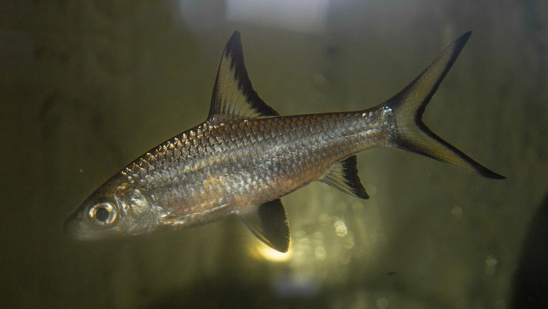 Haibarbe – Balantiocheilus melanopterus