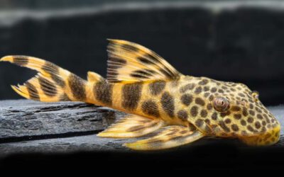 L 075 Leopard Trugschilderwels – Ancistomus cf. sabaji