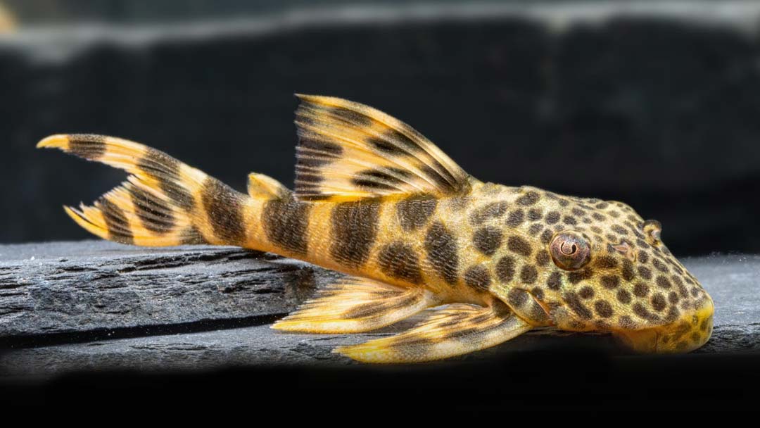 L 075 Leopard Trugschilderwels – Ancistomus cf. sabaji