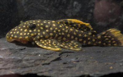 L 18 Golden Nugget – Baryancistrus xanthellus