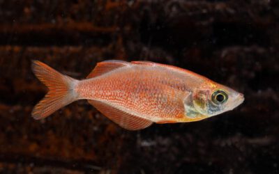 Lachsroter Regenbogenfisch – Glossolepis incisus