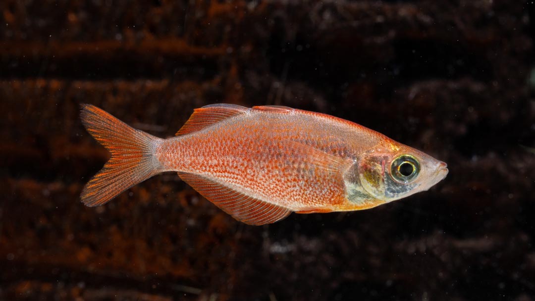 Lachsroter Regenbogenfisch - Glossolepis incisus