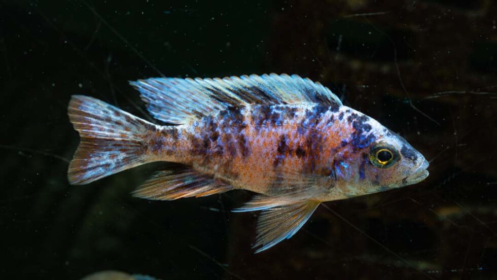 Aquarium Lutter I Gescheckter Kaiserbuntbarsch - A. sp. Marmelade Cat