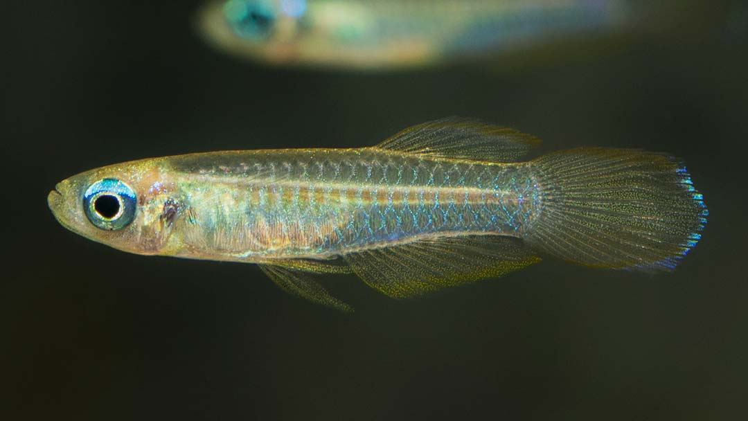 Normans Leuchtaugenfisch - Aploheilichthys normani