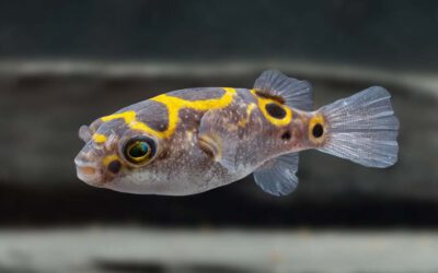 Palembang Kugelfisch – Dichotomyctere ocellatus