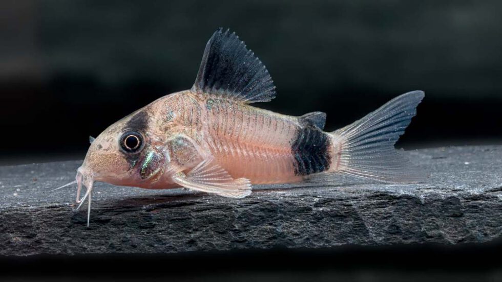Aquarium Lutter I Panda Panzerwels - Hoplisoma panda