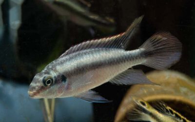 Purpurprachtbarsch – Pelvicachromis pulcher
