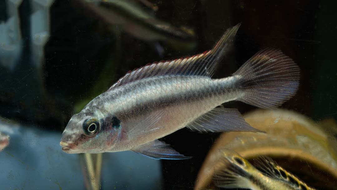 Purpur Prachtbarsch - Pelvicachromis pulcher