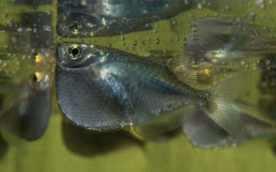 Riesenbeilbauchfisch – Thoracocharax stellatus