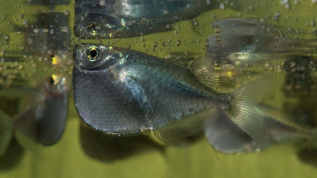Riesenbeilbauchfisch - Thoracocharax stellatus