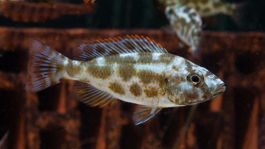 Schläfer - Nimbochromis livingstoni Schläfer - Nimbochromis livingstoni