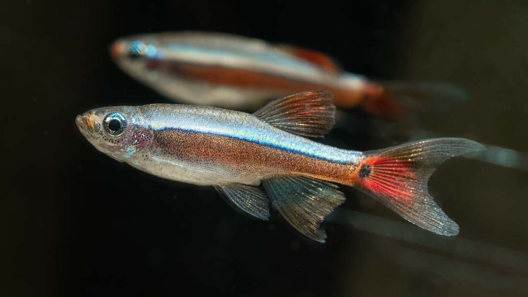 Kardinalfisch "Schleier" - Tanichthys-albonubes