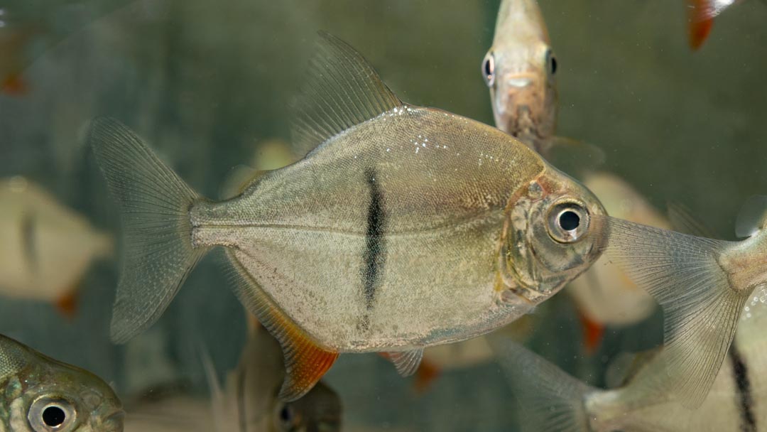 Schomburgks Scheibensalmler - Myleus schomburgkii Schomburgks Scheibensalmler - Myleus schomburgkii