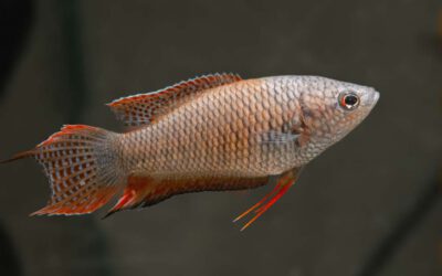 Schwarze Makropode – Macropodus concolor