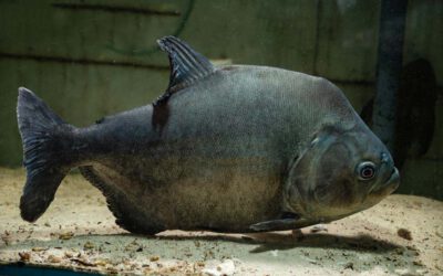 Schwarzer Piranha – Serrasalmus rhombeus