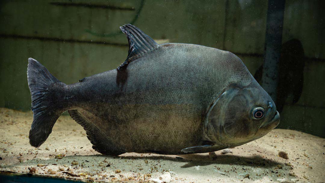Schwarzer Piranha - Serrasalmus rhombeus