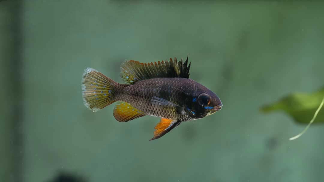 Schwarzer Schmetterlingsbuntbarsch - Mikrogeophagus ramirezi sp black devil Schwarzer Schmetterlingsbuntbarsch - Mikrogeophagus ramirezi sp black devil
