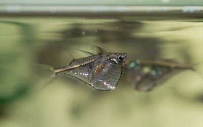 Schwarzschwingenbeilbauchfisch – Carnegiella marthae