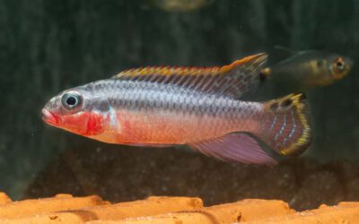 Smaragdprachtbarsch – Pelvicachromis taeniatus Nigeria Red