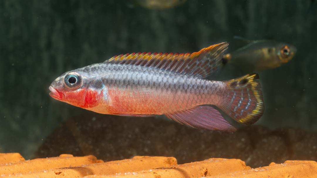 Smaragdprachtbarsch "Nigeria Rot" - Pelvicachromis taeniatus Nigeria Red