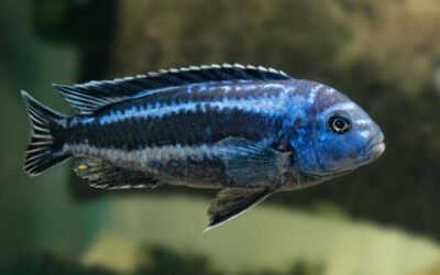 Stahlblauer Maulbrüter – Melanochromis cyaneorhabdos „Maingano“