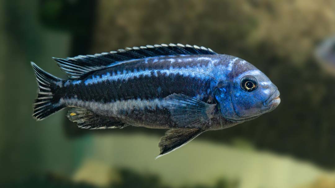 Stahlblauer Maulbrüter - Melanochromis cyaneorhabdos Maingano