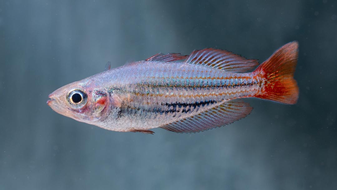 Westlicher Regenbogenfisch - Melanotaenia australis