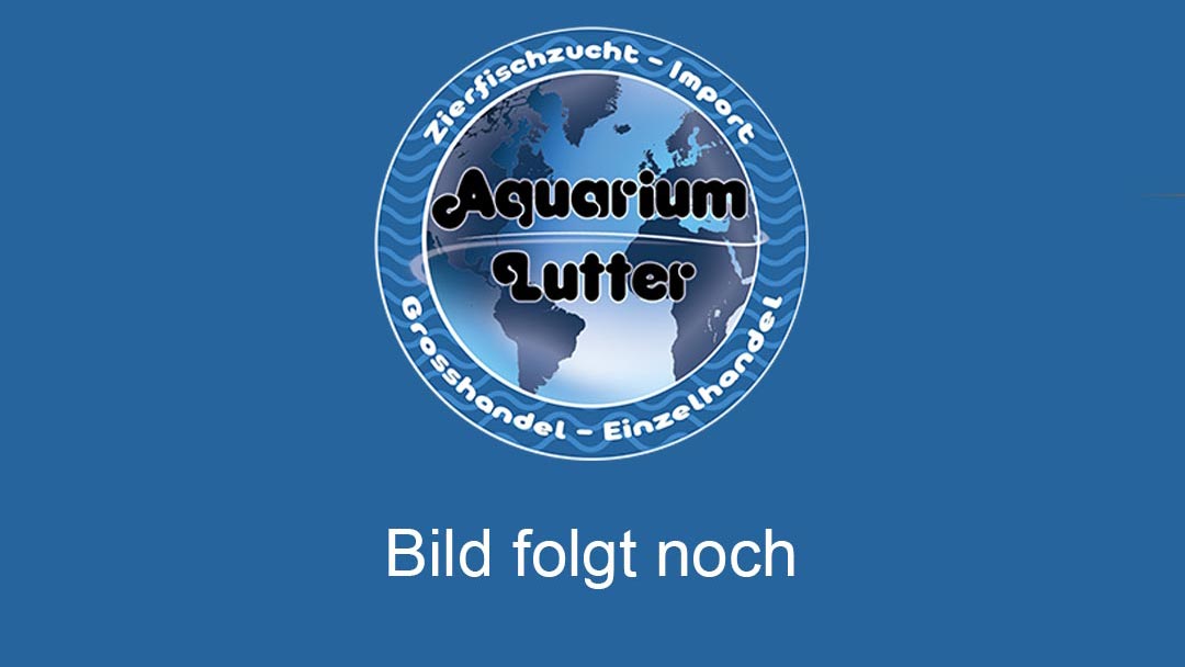 Blauer Regenbogenfisch - Melanotaenia lacustris