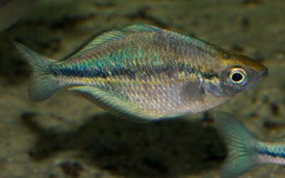 Blauer Regenbogenfisch – Melanotaenia lacustris