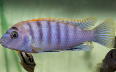 Blauer Rotrücken Labidochromis – Labidochromis hongi RED TOP
