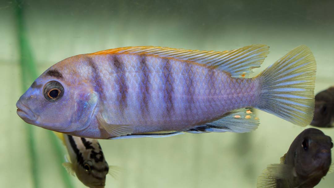 Blauer Rotruecken Labidochromis - Labidochromis hongi red top
