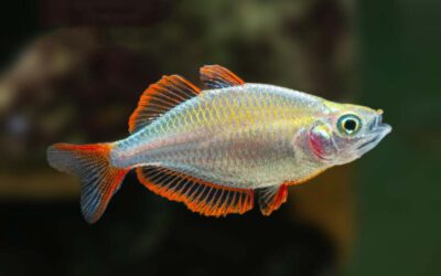 Diamant Regenbogenfisch – Melanotaenia praecox