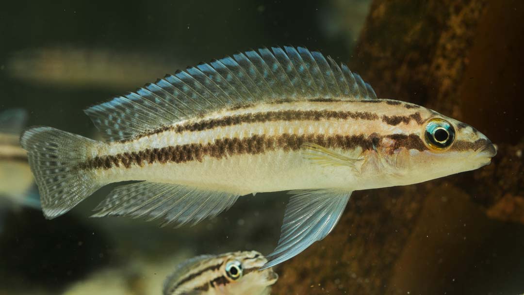 Dickfelds Schlankcichlide - Julidochromis dickfeldi
