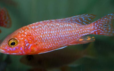Kaiserbuntbarsch Fire fish – Aulonocara sp.