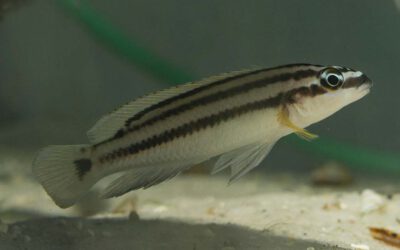 Gelber Schlankcichlide – Julidochromis ornatus